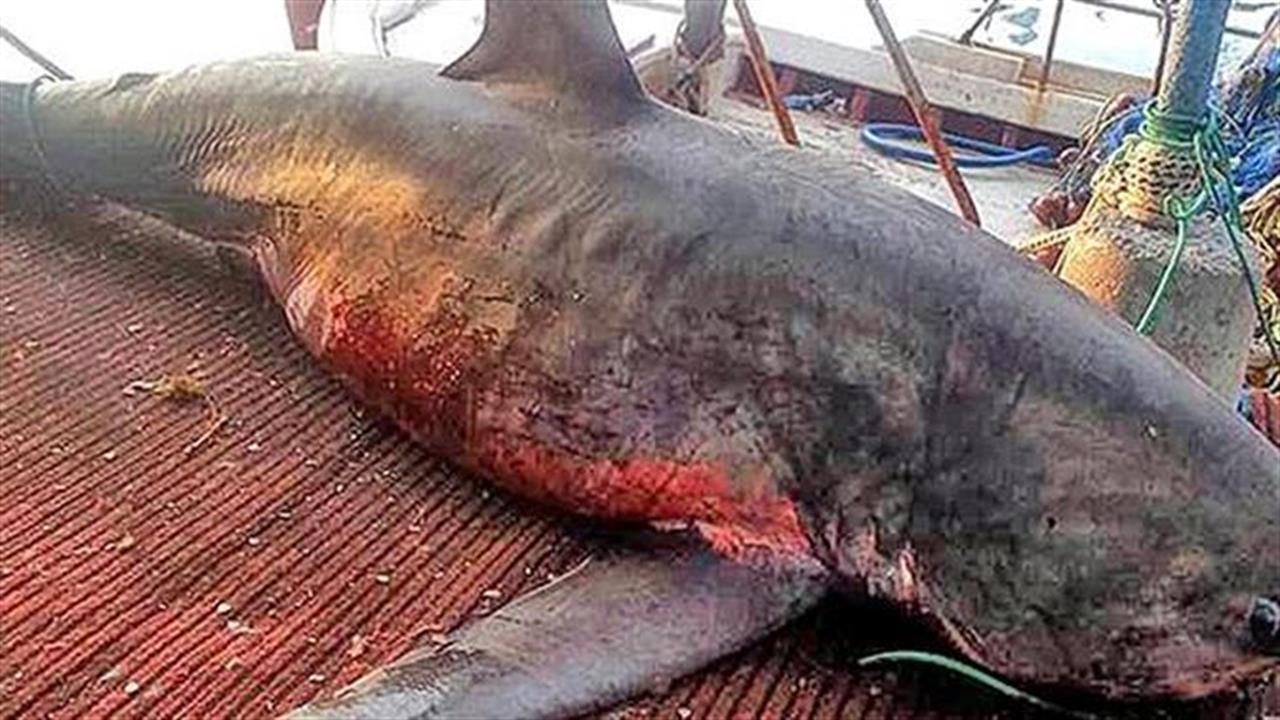 Καρχαρίας τεσσάρων μέτρων στα δίχτυα ψαρά στο Ναύπλιο