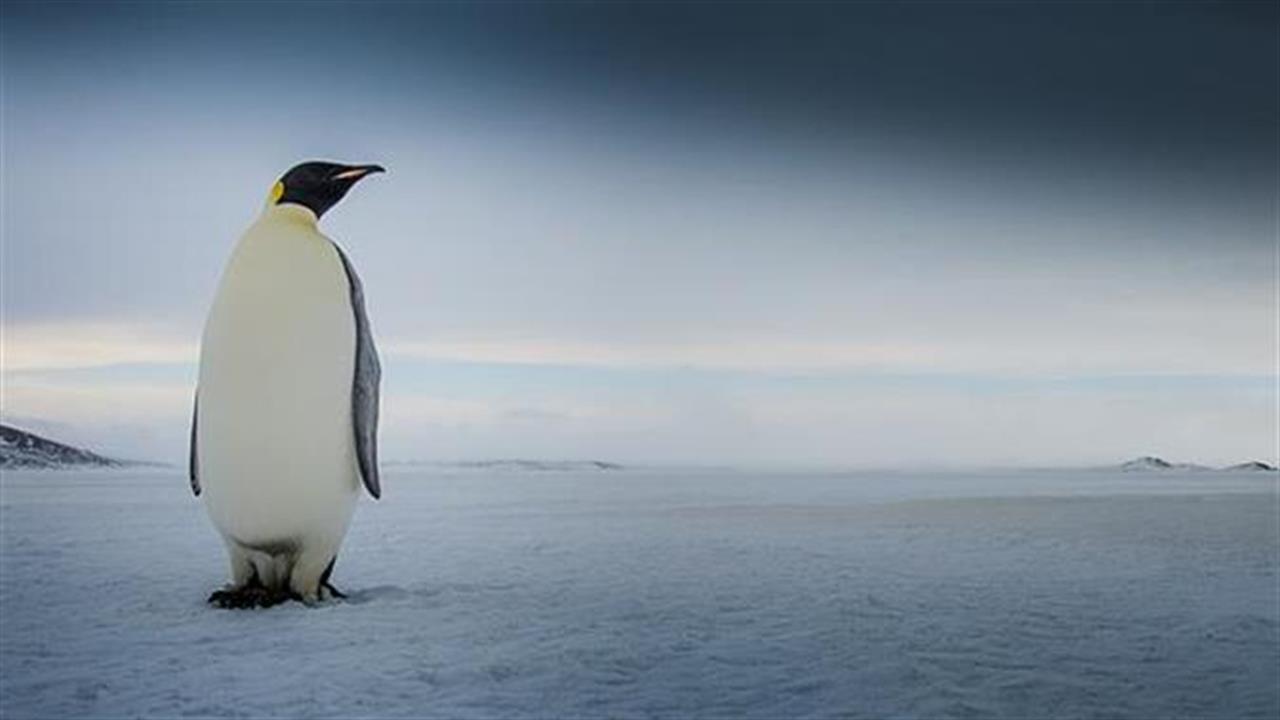 Απίστευτες πληροφορίες για τους πιγκουίνους