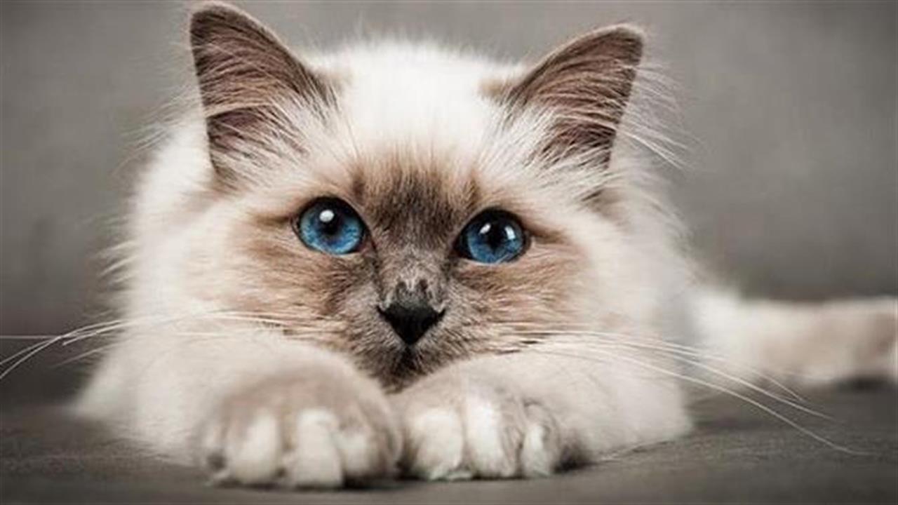 Οι πιο δημοφιλείς ράτσες γάτας και τα χαρακτηριστικά τους