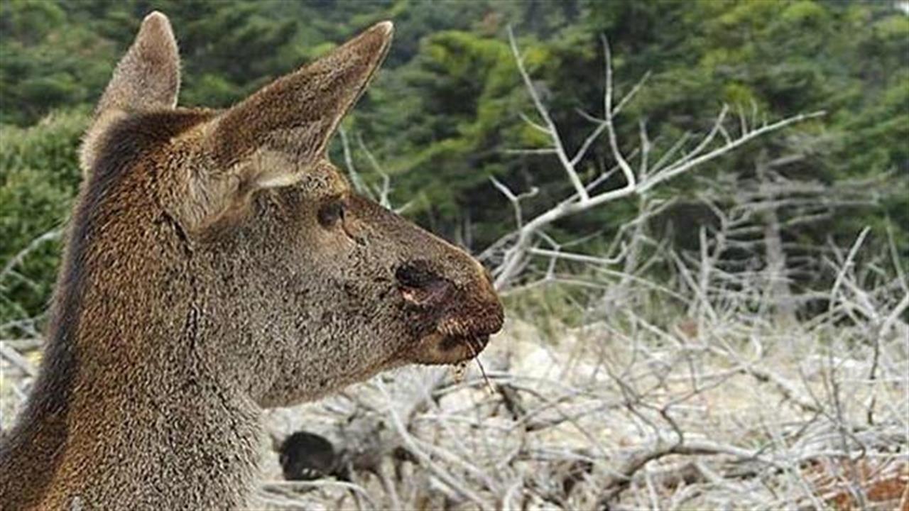 Πώς σώθηκε ελαφίνα που πυροβολήθηκε στην Πάρνηθα