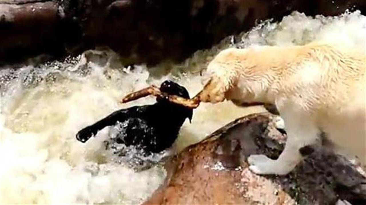 Σκύλος διασώζει έναν τετράποδο φίλο του