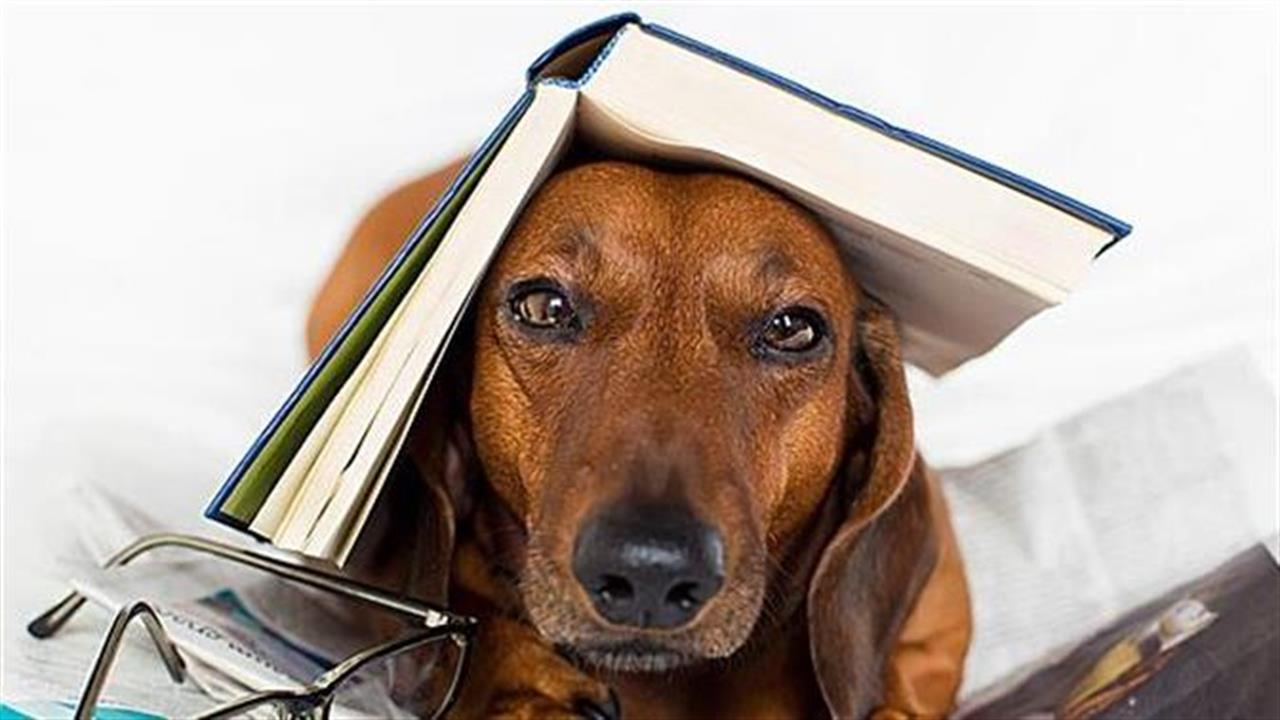 Η ανθρώπινη ιστορία των σκύλων: Ένα... pet friendly βιβλίο
