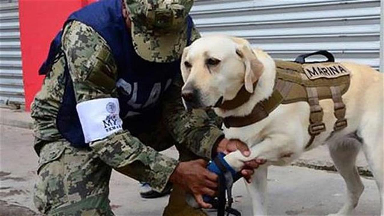 10 αξιαγάπητοι σκύλοι… σωστοί ήρωες