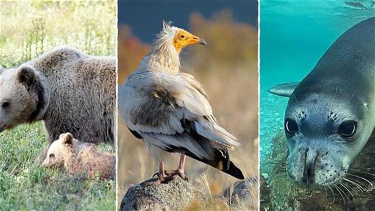 5 ελληνικές υποψηφιότητες στα βραβεία Natura 2000