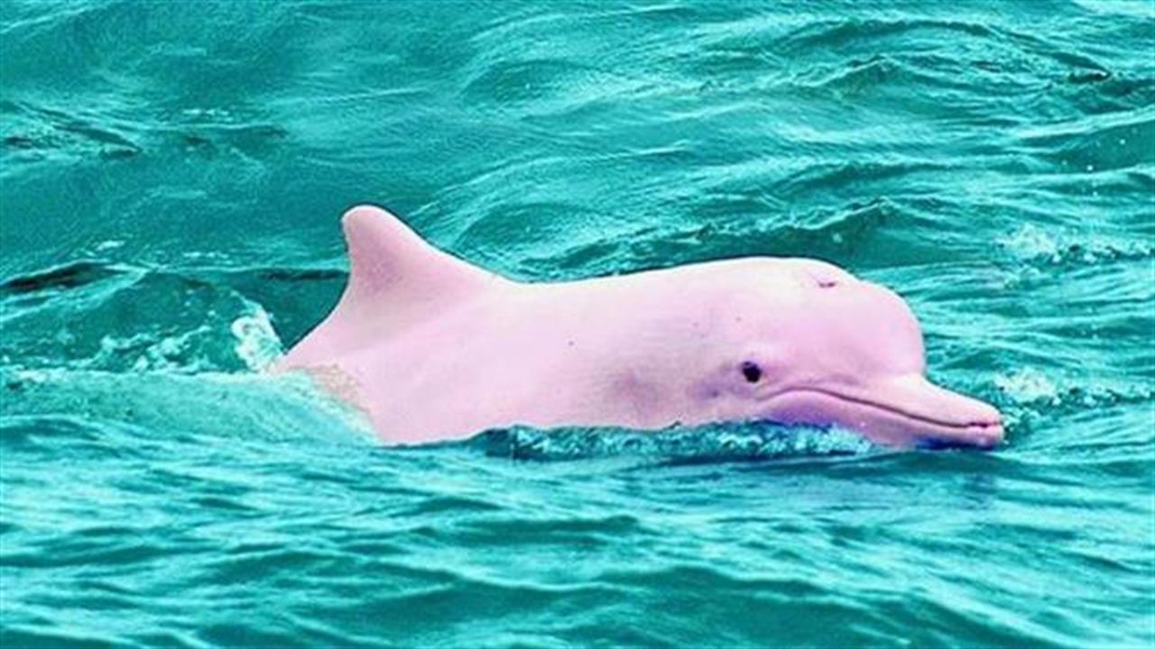 Σπάνια ροζ δελφίνια εμφανίστηκαν στα νερά της Ταϋλάνδης (video)