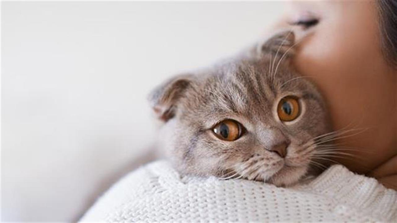 8 αλήθειες που κατάλαβες για τη γάτα σου στην καραντίνα