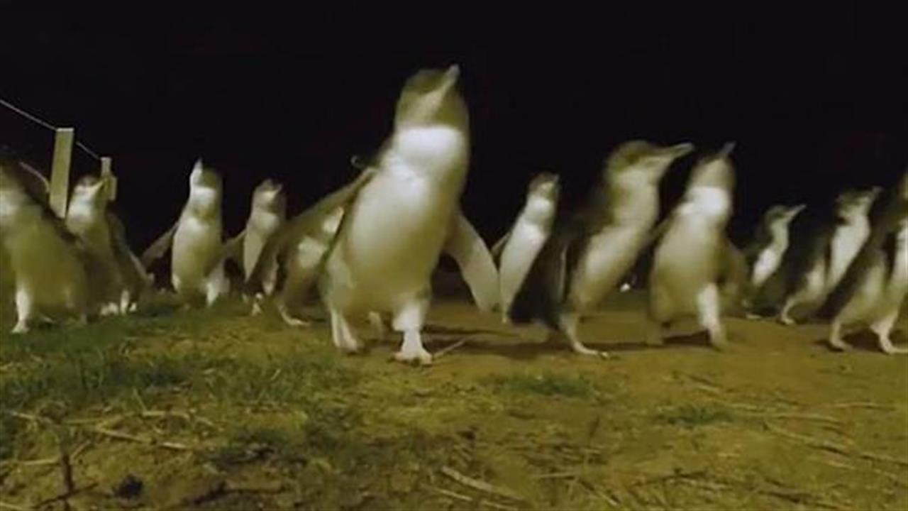 Ξεκαρδιστικό βίντεο με κούρσα πιγκουΐνων!