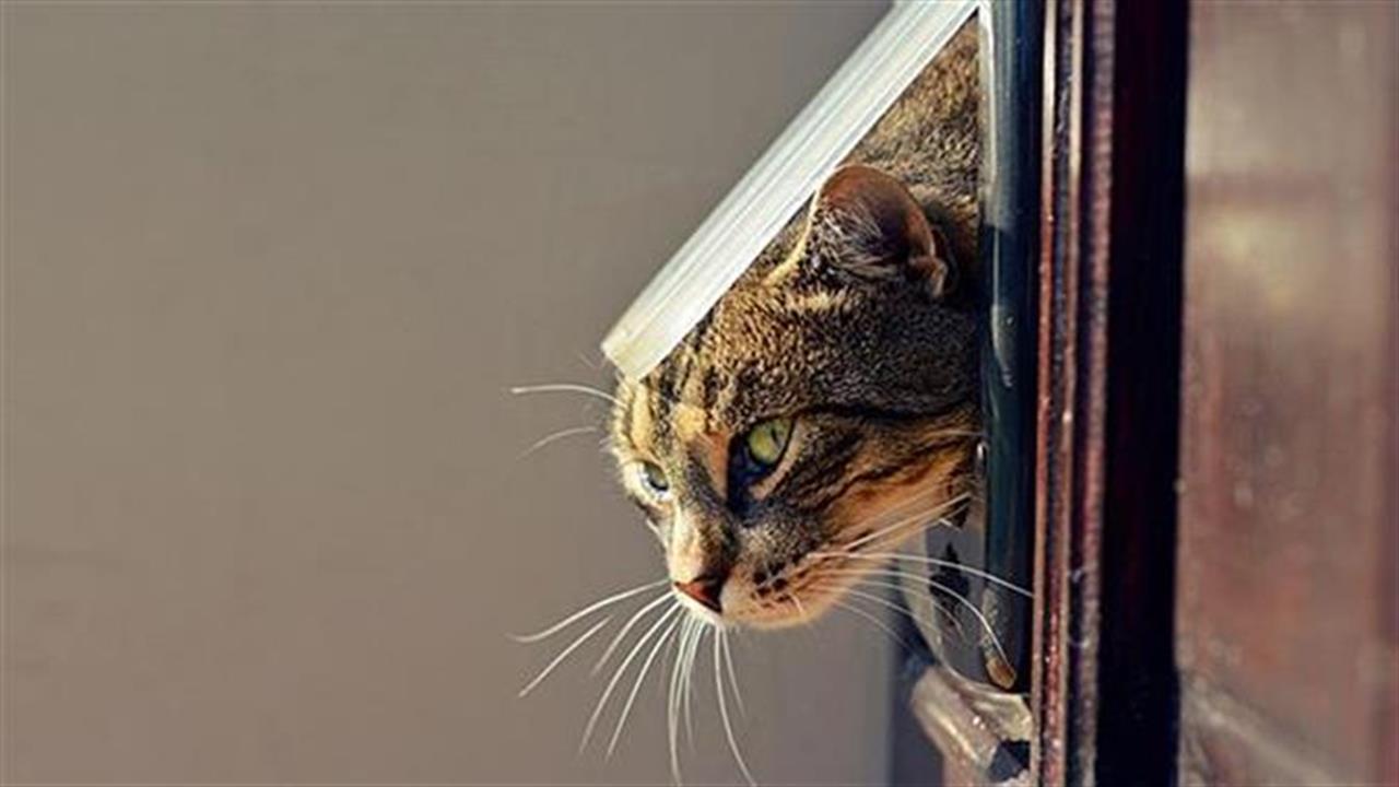 Σπιτάκια για αδέσποτες γάτες τοποθετεί ο Δήμος Αθηναίων