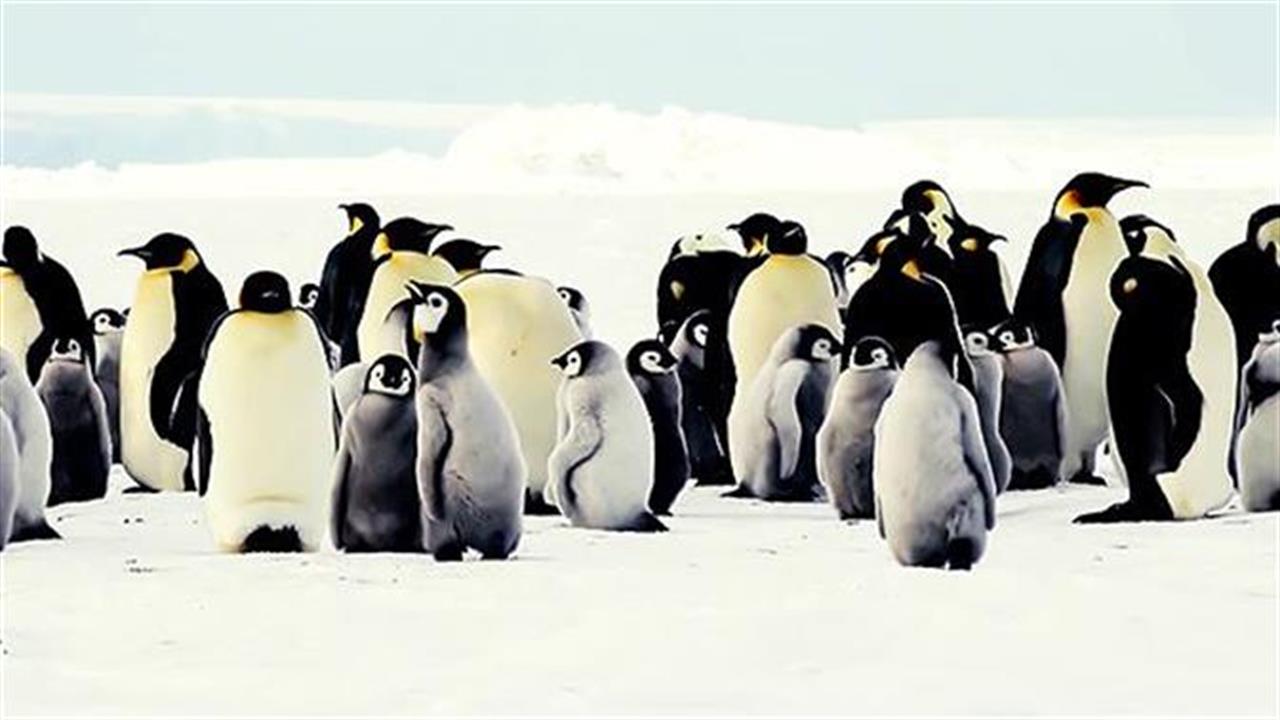Ανακαλύφθηκαν (πολλές) νέες αποικίες αυτοκρατορικών πιγκουίνων