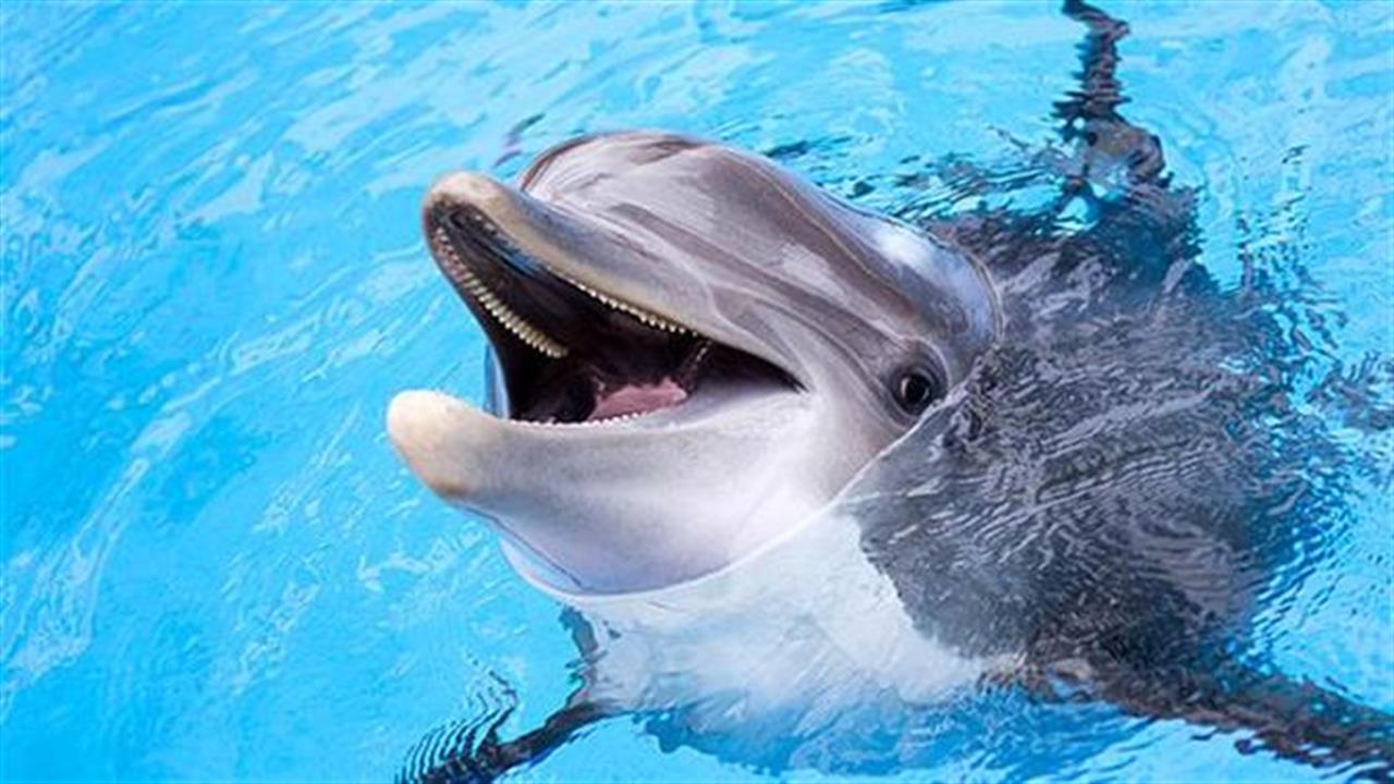 Κοπάδι δελφινιών «χορεύει» στην Ιθάκη (video)
