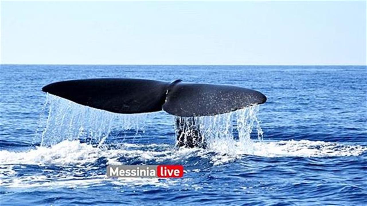 Φάλαινα 20 μέτρων εντοπίστηκε στη Μάνη!
