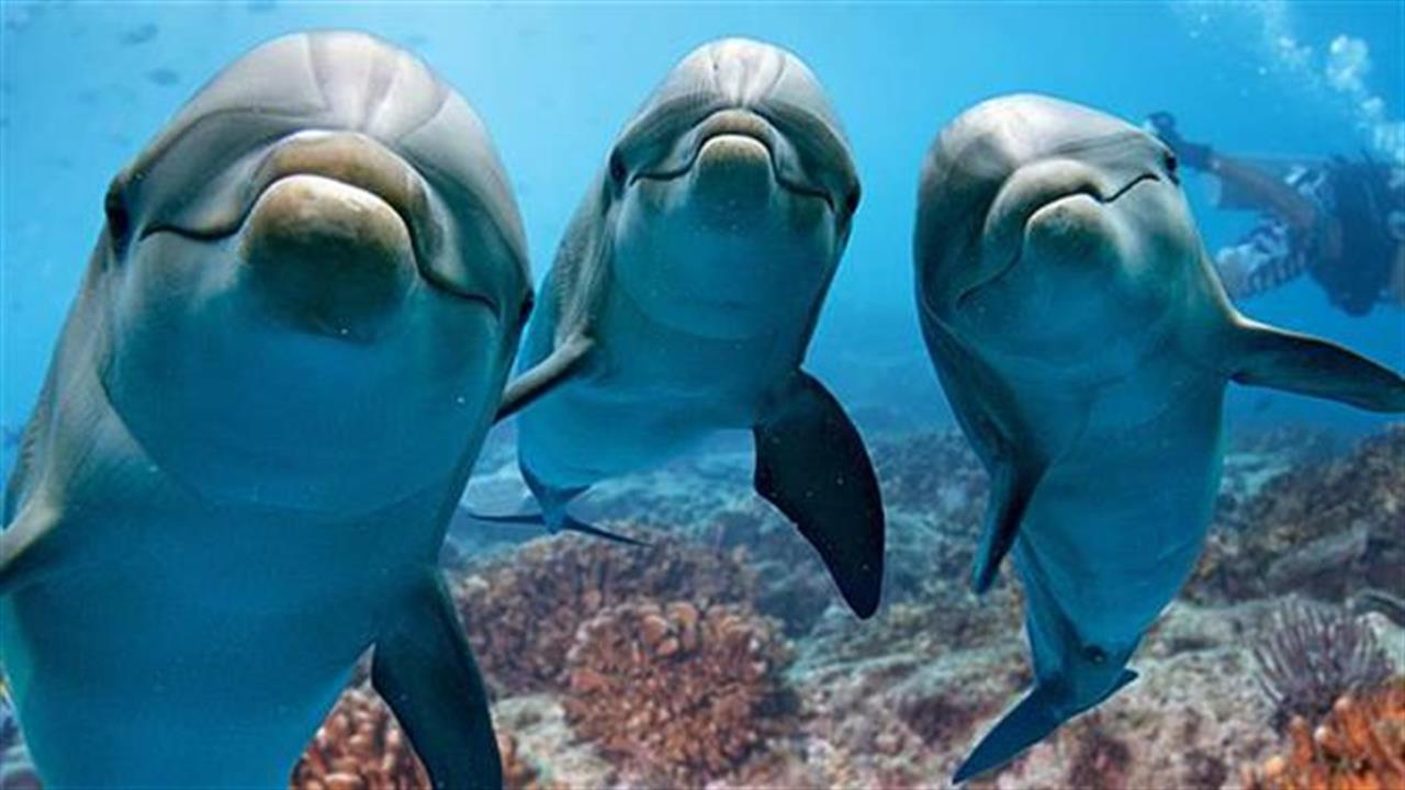 Υπέροχα βίντεο με δελφίνια