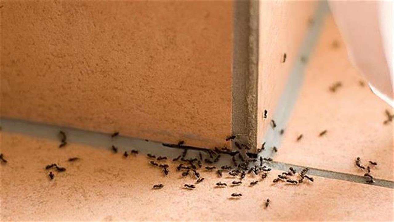 Πώς θα ξεφορτωθείτε τα μυρμήγκια χωρίς χημικά