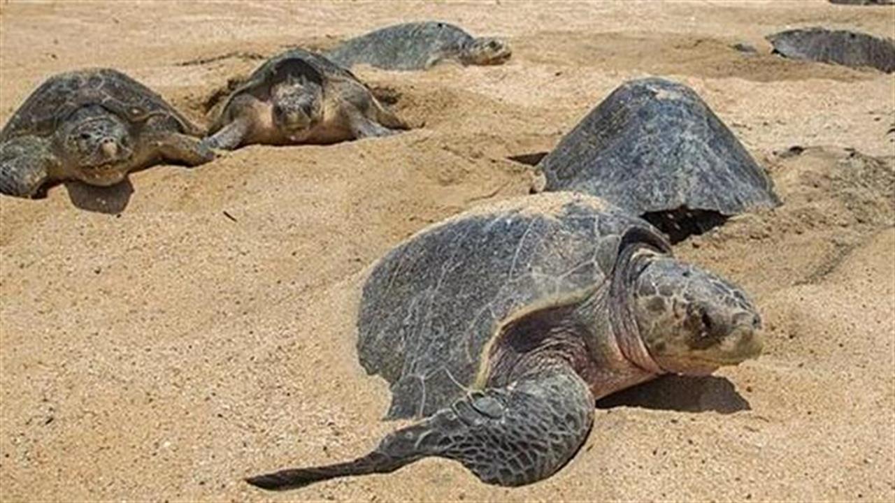 Περισσότερα θαλάσσια χελωνάκια από ποτέ γεννήθηκαν φέτος
