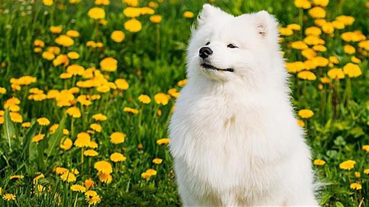 10 υπέροχα σκυλάκια που δεν έχεις ξαναδεί