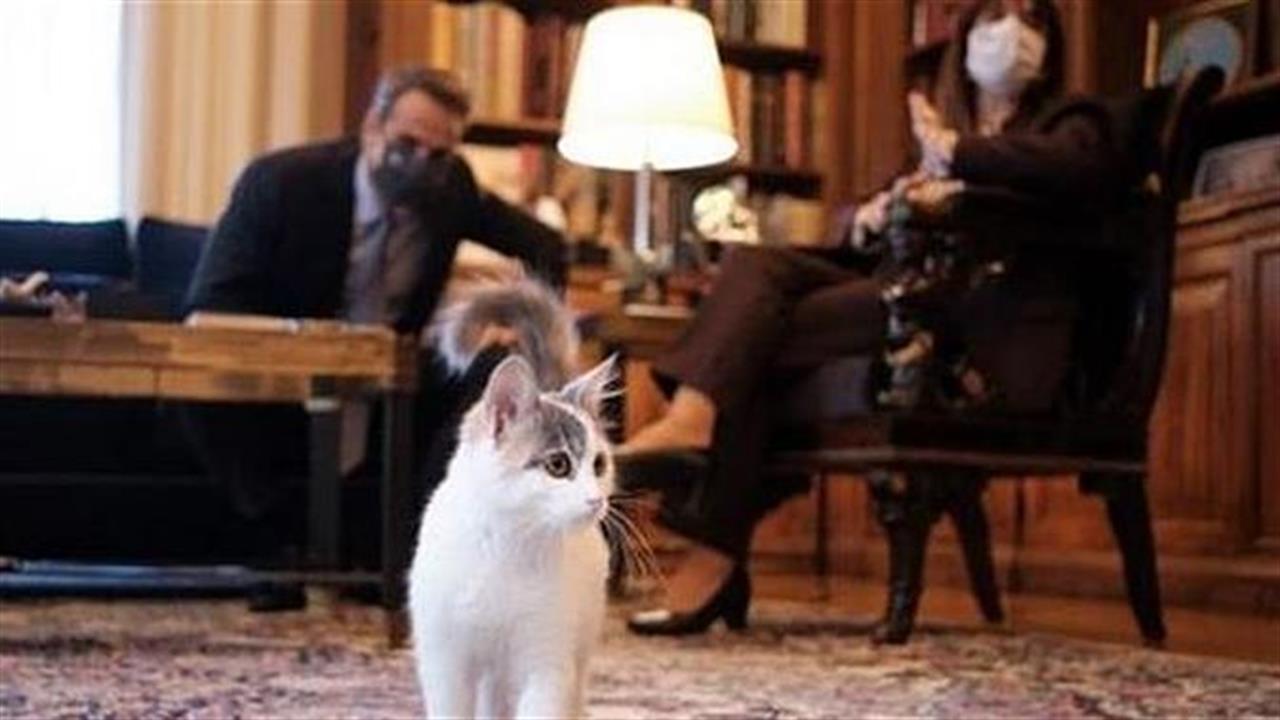Να σας συστήσουμε την Καλυψώ, τη γάτα του Προεδρικού Μεγάρου