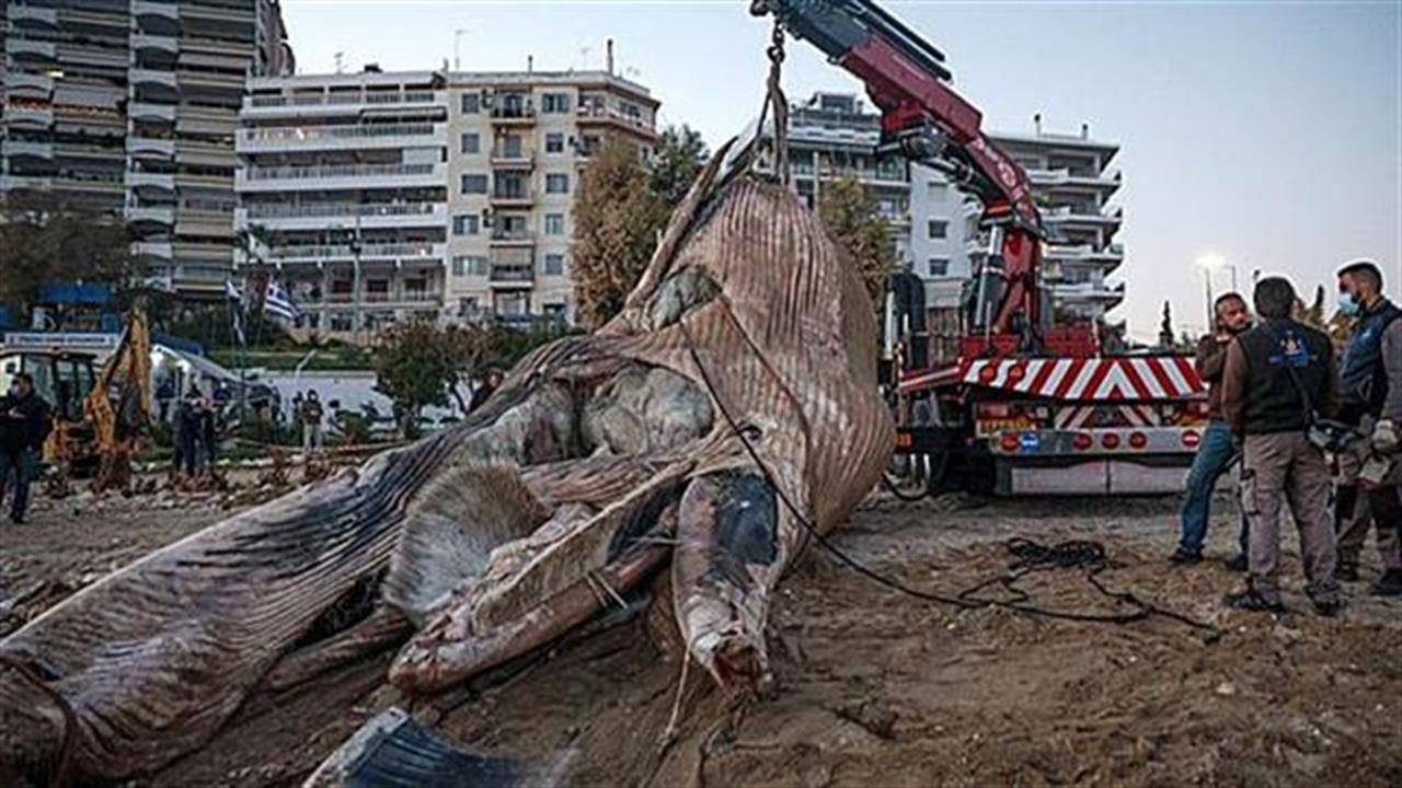 Φάλαινα ξεβράστηκε στον Πειραιά, γιατί το 2020 έχει 7 μέρες ακόμη