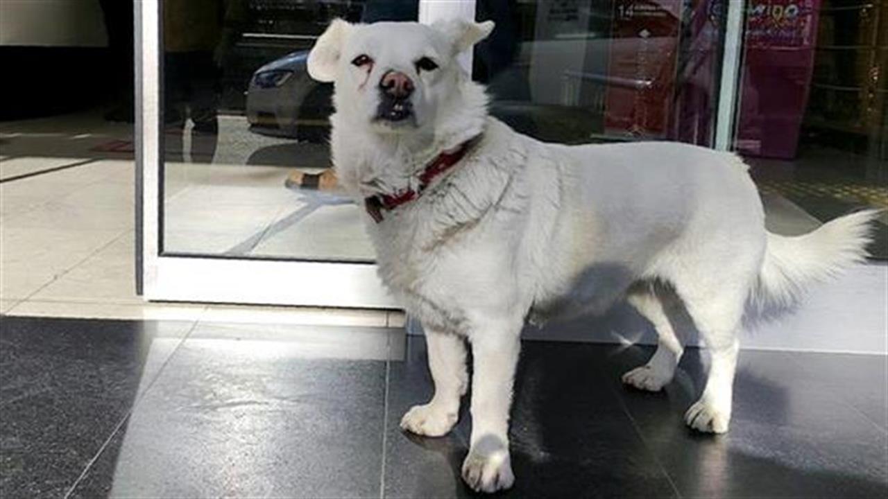 Σκυλάκι περίμενε υπομονετικά για μέρες έξω από νοσοκομείο