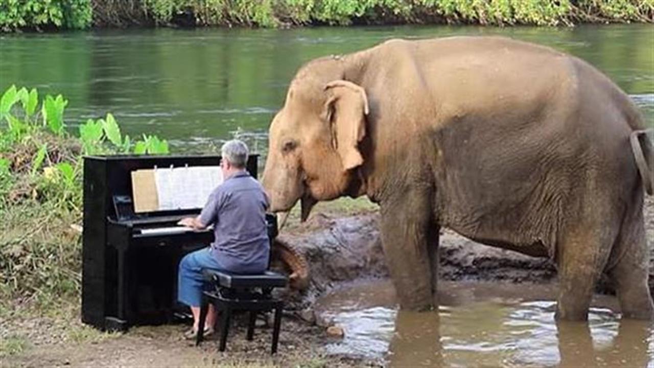 Βρετανός συνθέτης παίζει πιάνο σε ελέφαντες που σώθηκαν από την αιχμαλωσία