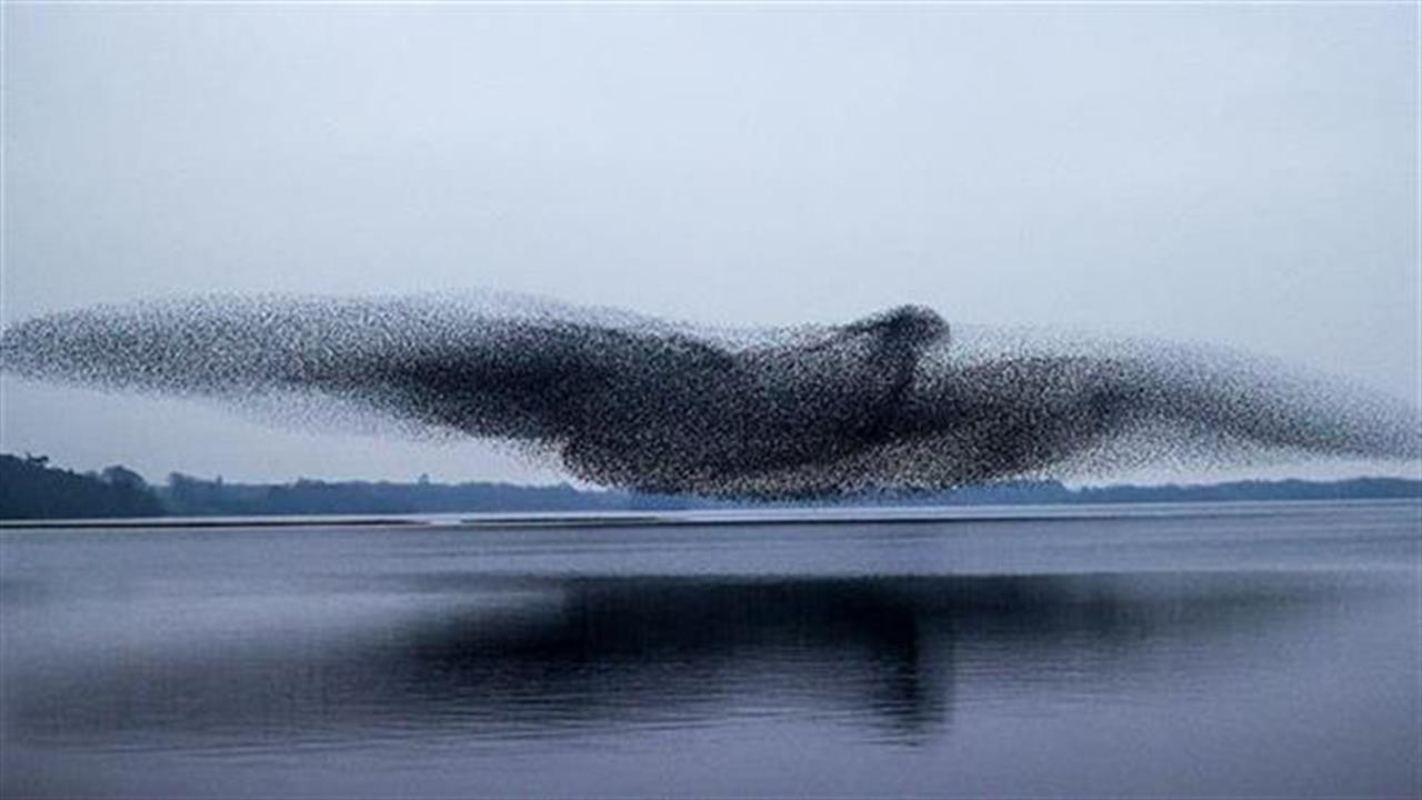 Xιλιάδες ψαρόνια σχημάτισαν τεράστιο πουλί στην Ιρλανδία