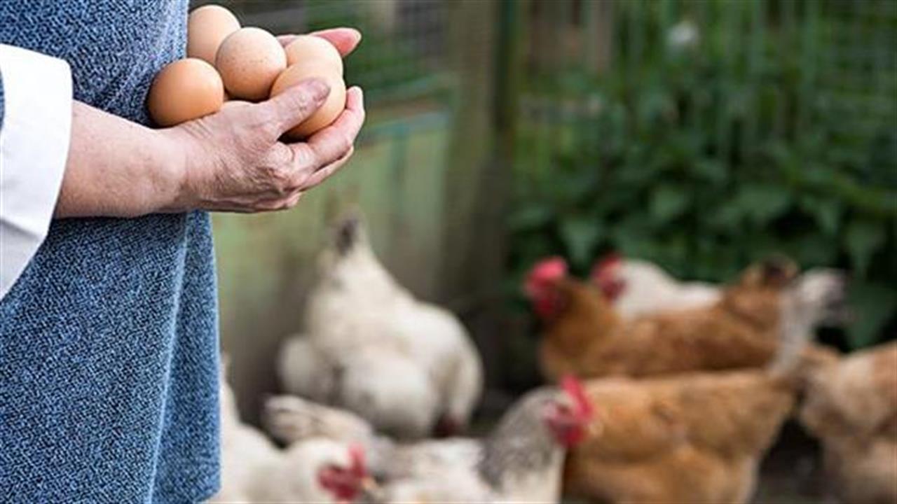 Είναι τα φτηνά αυγά το ίδιο θρεπτικά με τα βιολογικά;