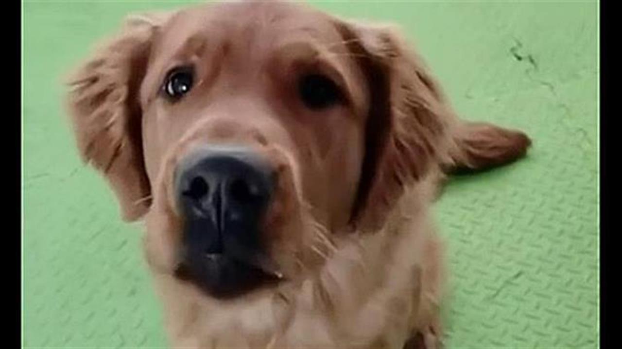 Golden Retriever λέει «μαμά» κι εμείς λιώνουμε