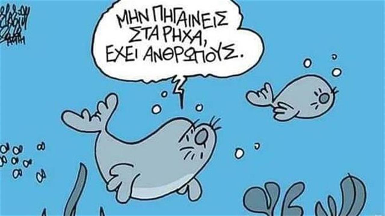 Νεκρός από ψαροντούφεκο ο «Κωστής» - η διάσημη φώκια της Αλοννήσου