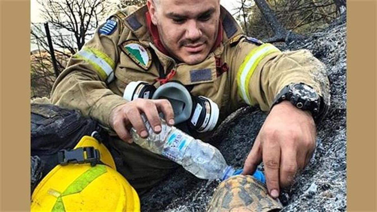 Συγκινητική εικόνα πυροσβέστη που δίνει νερό σε χελώνα