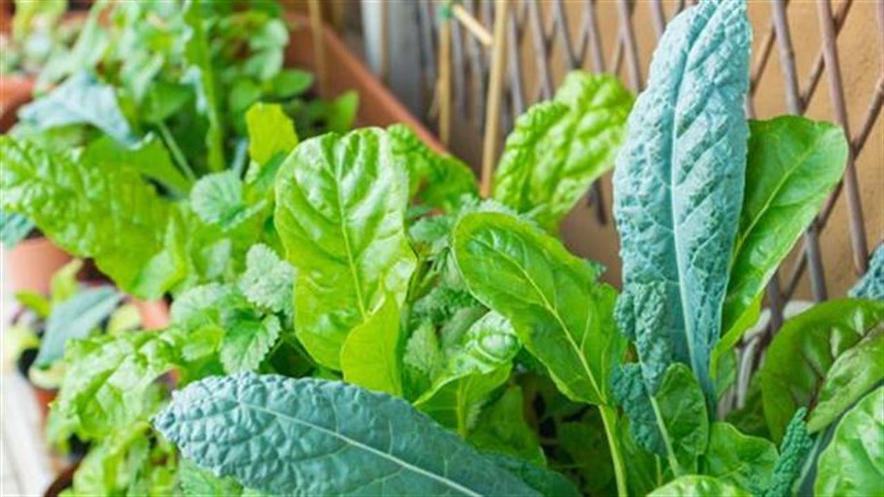 Τα καλύτερα λαχανικά για να φυτέψεις τώρα στο μπαλκόνι σου