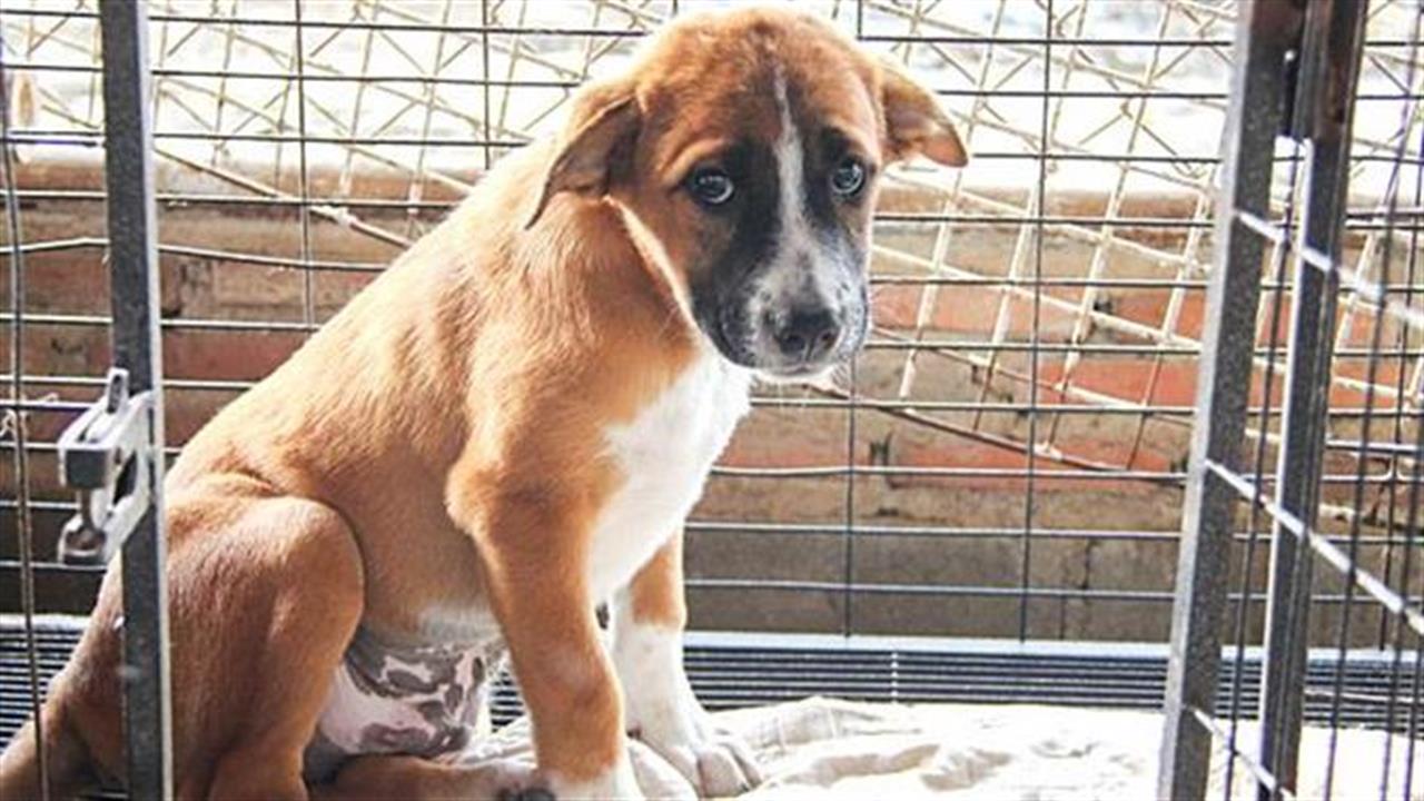 «Φιλόζωοι» επιστρέφουν στα καταφύγια 4 στα 10 σκυλάκια μετά την άρση των μέτρων