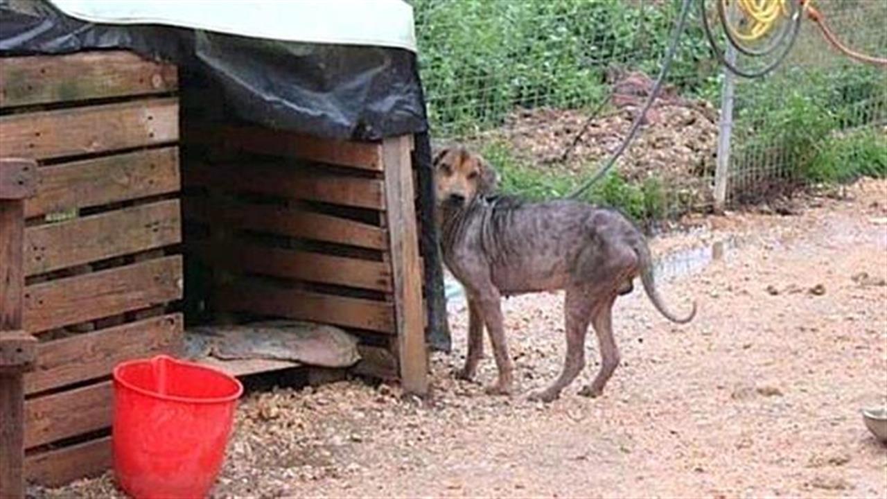 Διάσωση σκύλων από το καταφύγιο των βασανιστηρίων: Πώς να βοηθήσετε