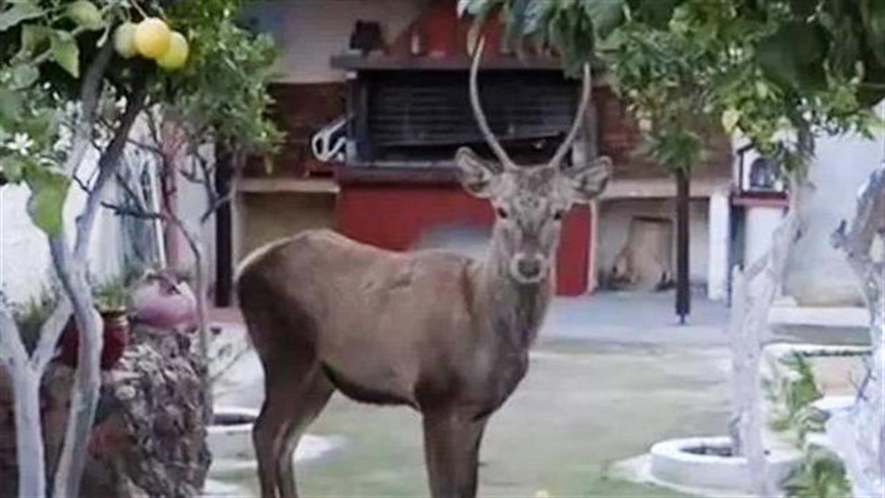 Εθεάθη ελάφι σε αυλή σπιτιού στο Μενίδι