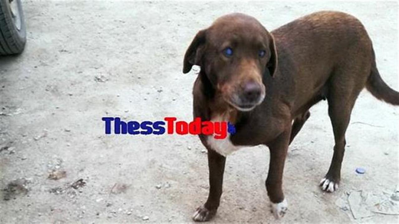 Τυφλή σκυλίτσα στη Νάουσα περπάτησε 10 χλμ για να επιστρέψει στον άνθρωπό της