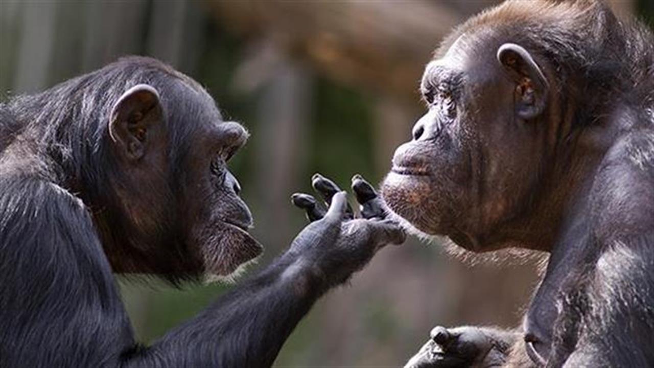 Χιμπατζήδες καταγράφηκαν να προσπαθούν να θεραπεύσουν τους φίλους τους