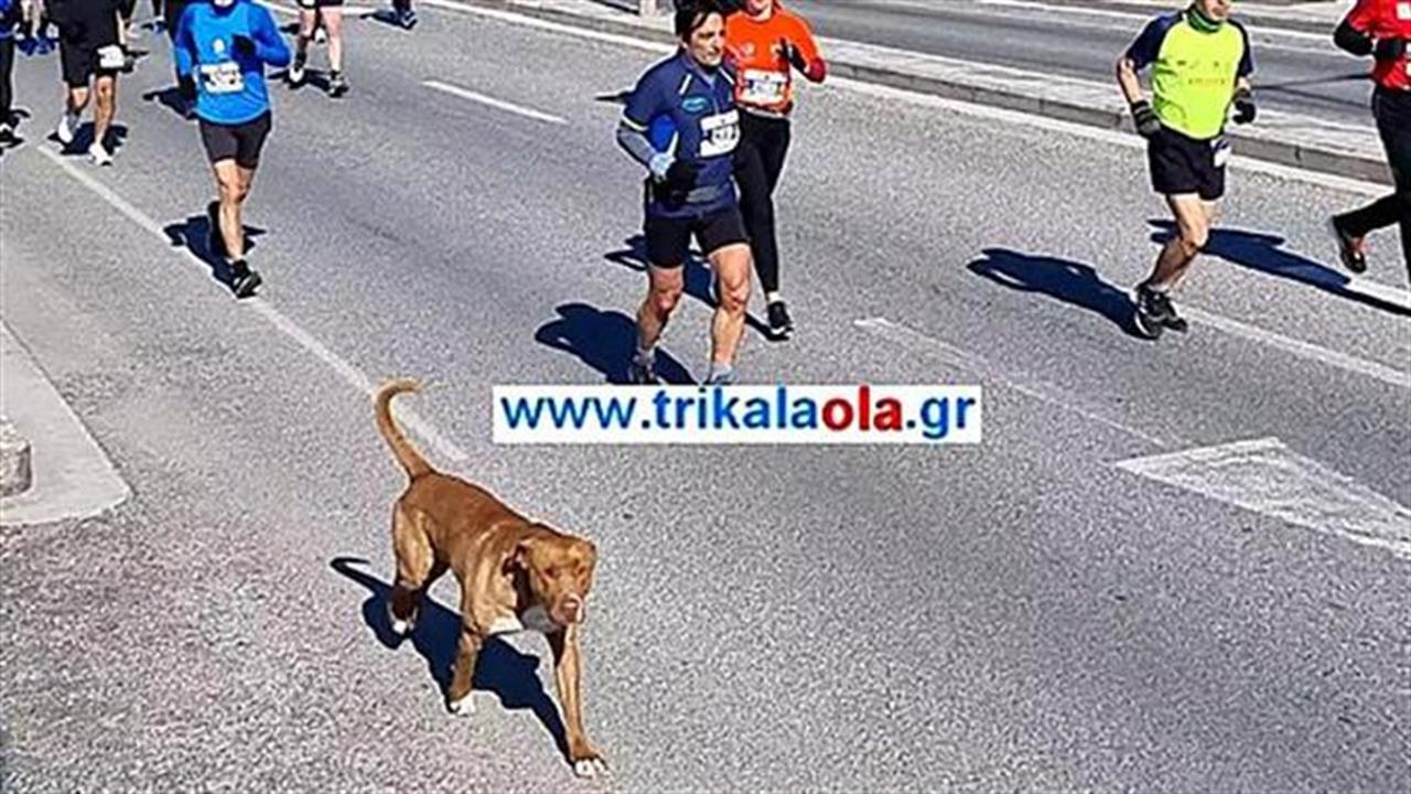 Τέλειος σκυλάκος τρέχει 21 χιλιόμετρα ημιμαραθώνιο και τερματίζει στα Τρίκαλα