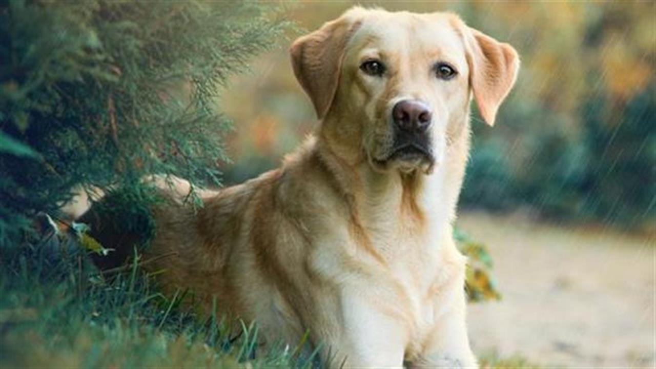 Τα λαμπραντόρ είναι η πιο δημοφιλής ράτσα σκυλιών παγκοσμίως