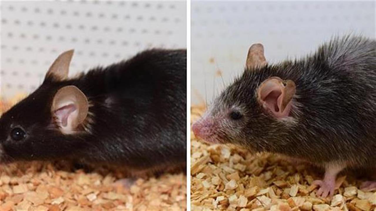 Επιστήμονες ανέστειλαν τη γήρανση σε ποντίκια