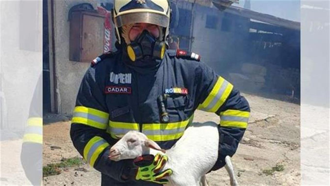Ρουμάνος πυροσβέστης έσωσε κατσικάκι από τη φωτιά στο Σχηματάρι