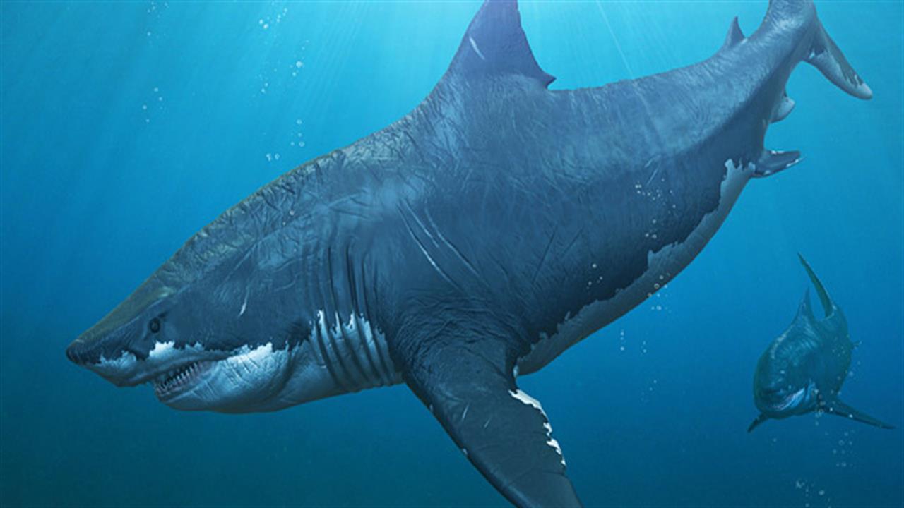 Καρχαρίες γίγαντες εντόπισαν επιστήμονες