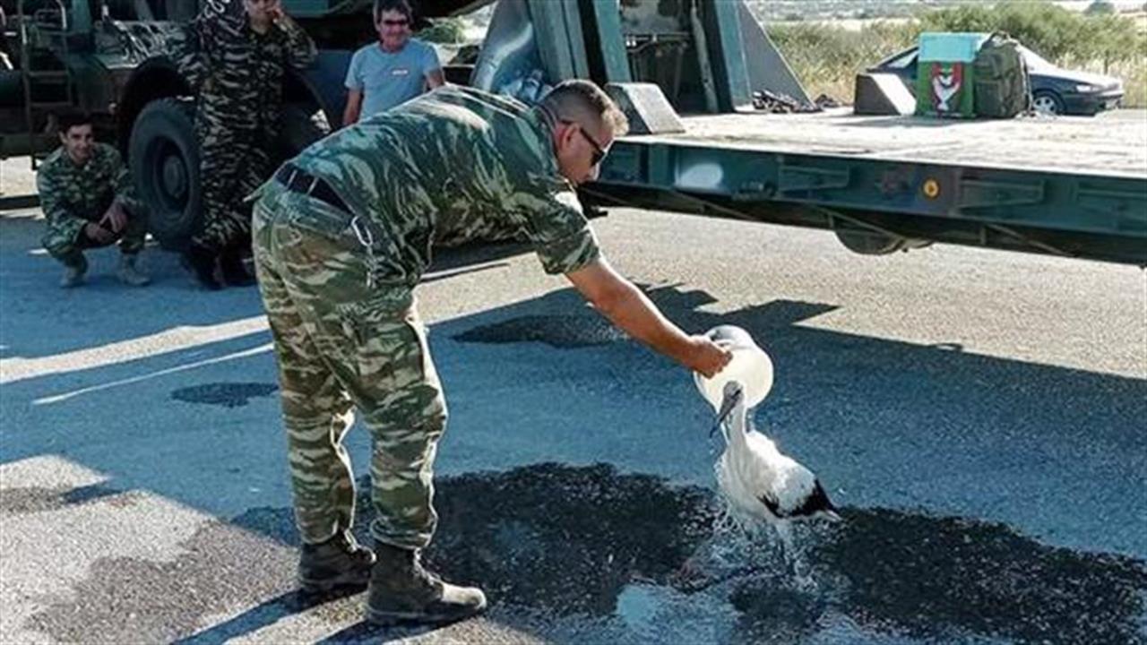 Στρατιωτικός φροντίζει πελαργό που κάηκαν τα πόδια του από την πυρκαγιά στη Λέσβο