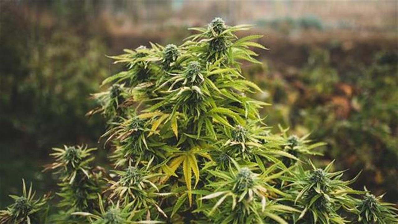 67χρονος στον Πύργο καλλιεργούσε κάνναβη δίπλα σε αστυνομικό τμήμα