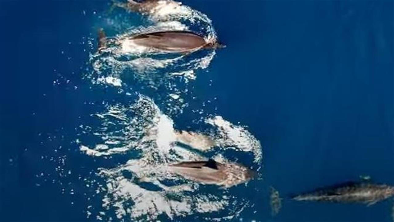 Βίντεο: Το μεγαλύτερο κοπάδι δελφινιών που έχει καταγραφεί στην Ελλάδα
