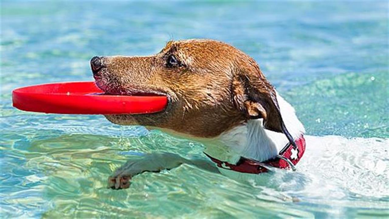 Ο σκύλος του Πάνου Καμμένου βολτάρει με jetboard