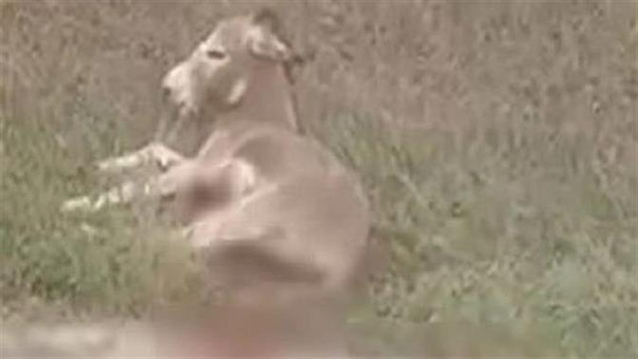 Θλίψη κι αγανάκτηση για την κακοποίηση γαϊδάρου στη Ζίτσα