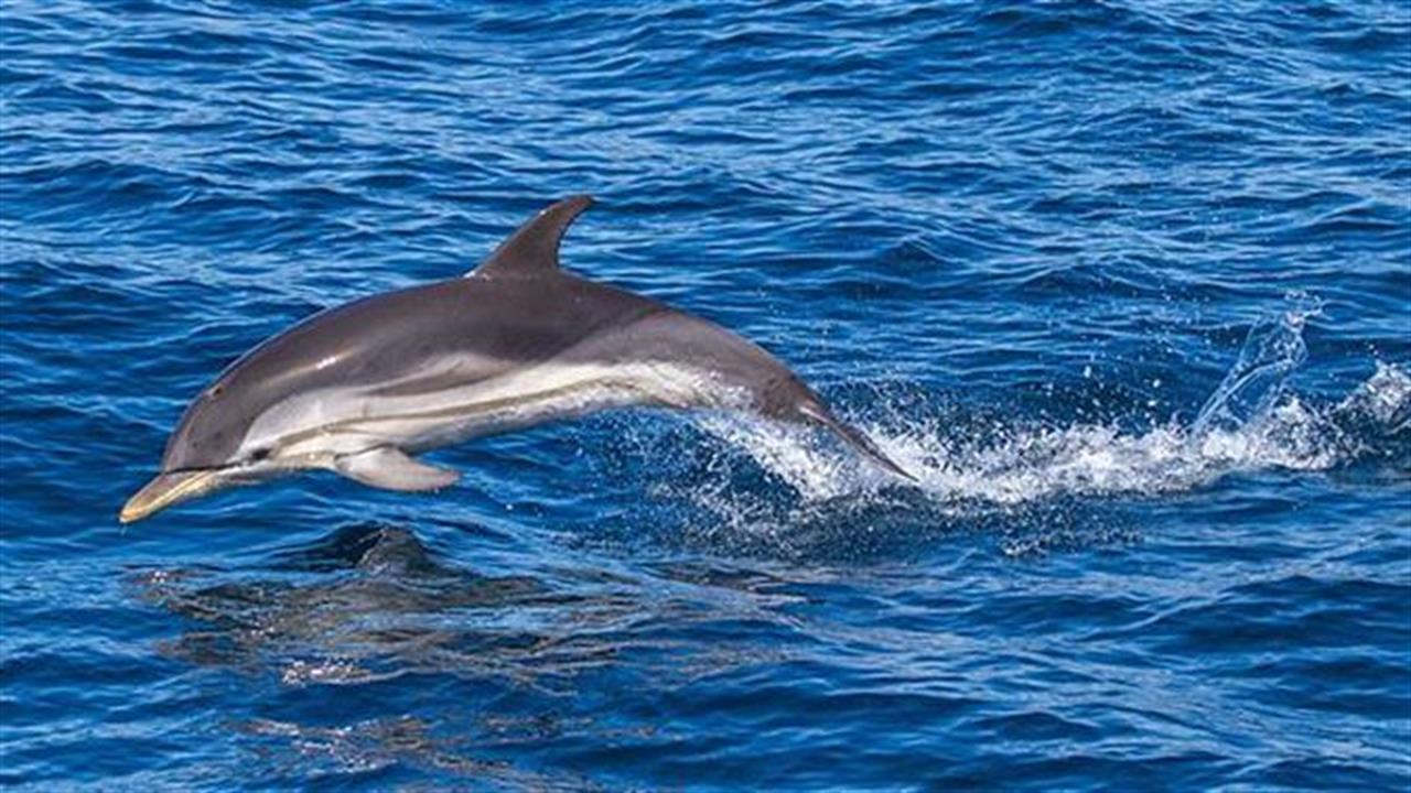 Δύο δελφίνια εκθαλασσώθηκαν σε Κρήτη και Καμένα Βούρλα