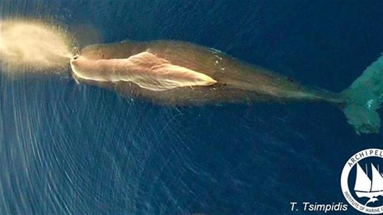 Τεράστια φάλαινα έκοβε βόλτες στο Αιγαίο
