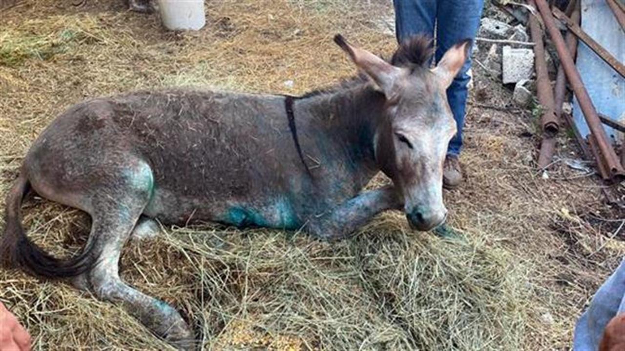 Πέθανε τελικά το κακοποιημένο γαϊδουράκι - Για ψευδή γνωμάτευση κατηγορούνται οι κτηνίατροι