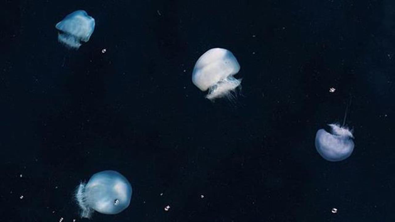 Αθάνατη μέδουσα ανακαλύφθηκε στα βάθη των θαλασσών