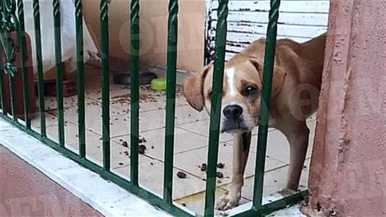 Χίος: Είχε παρατήσει τον σκύλο του στο μπαλκόνι για δύο μήνες