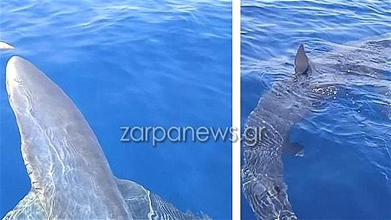 Καρχαρίας πάνω από 3 μέτρα κάνει βόλτες γύρω από αλιευτικό στα Κύθηρα
